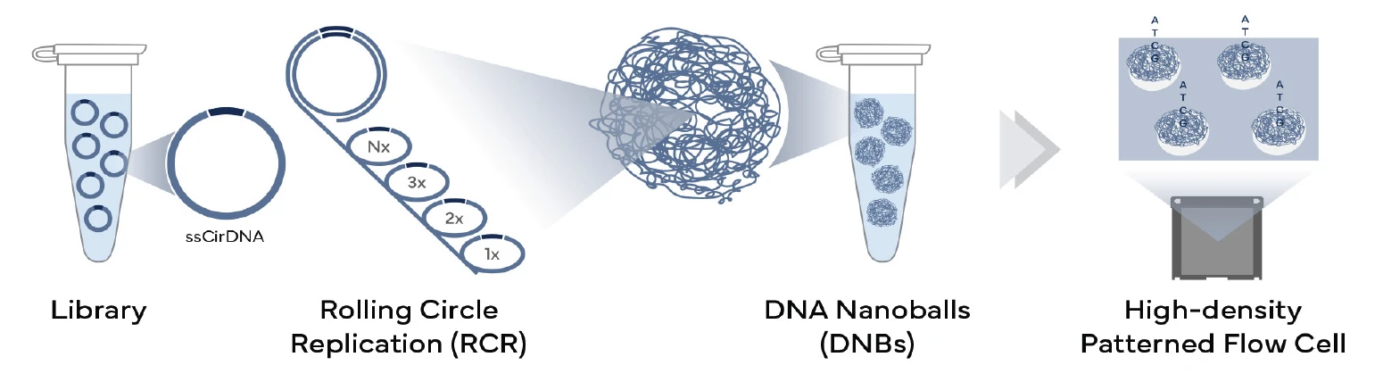 DNBSEQ-Technology-Workflow-Complete-Genomics