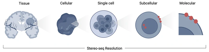 Stereo-seq-resolution-complete-genomics