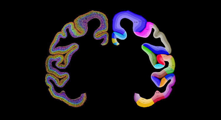 cell-spatial-transcriptomics-macaque-cerebral-cortex