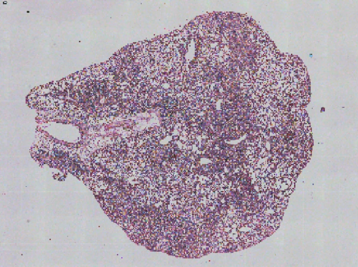 mouse-brain-he-image-gene-expression