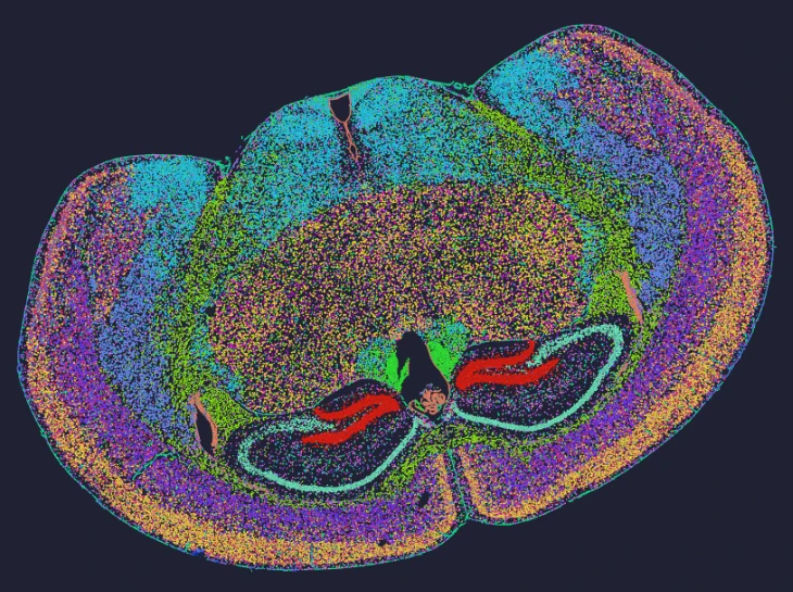 mouse-brain-single-cell-stereo-seq-omni