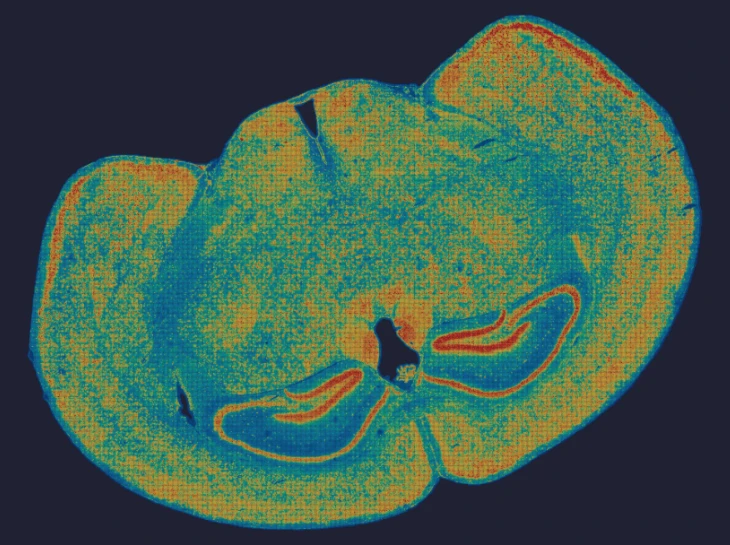 mouse-brain-stereo-seq-omni-heat-map