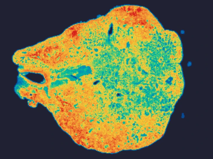 mouse-lung-gene-expression