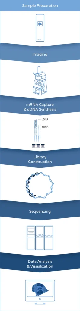 spatial-transcriptomics-stero-seq-workflows-complete-genomics