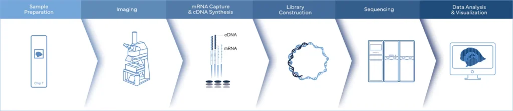 spatial-transcriptomics-workflow-stereo-seq