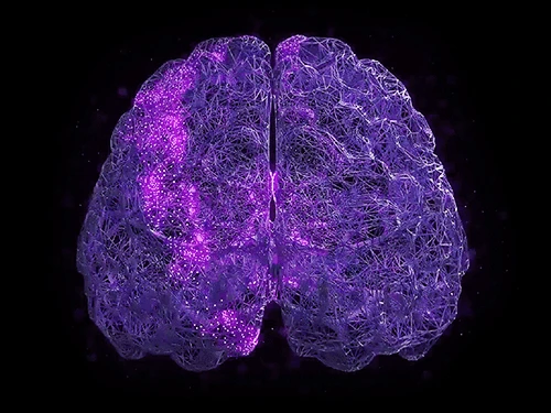 stereo-seq-technology-brain