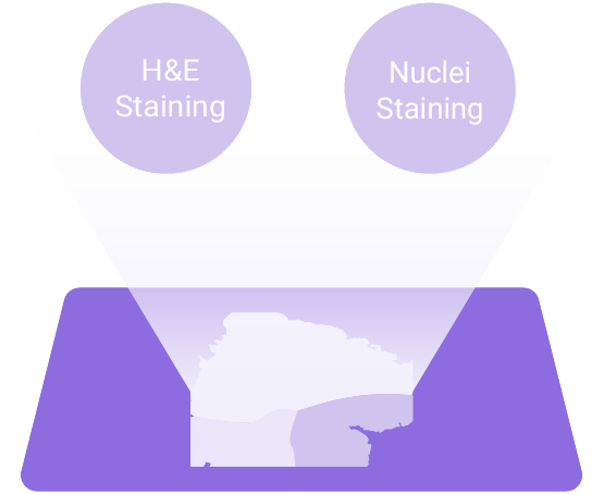 true-single-cell-stereo-seq-complete-genomics